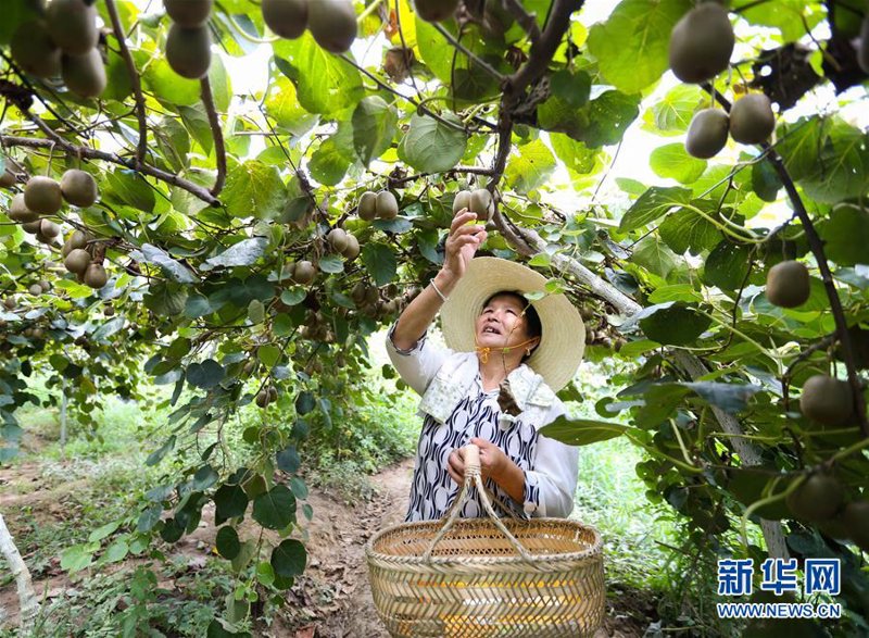 奇异果种苗市场趋势解读:未来可期