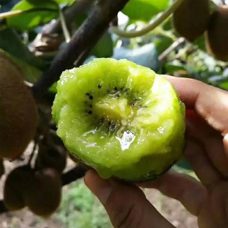 奇异果基地探秘:种植奇迹背后的秘密与挑战