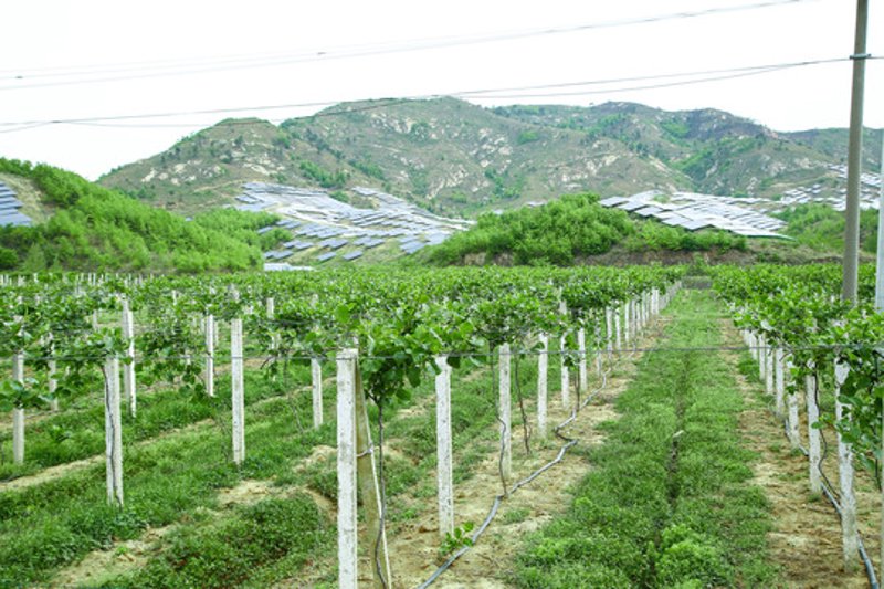 奇异果基地:探寻猕猴桃生长的秘密