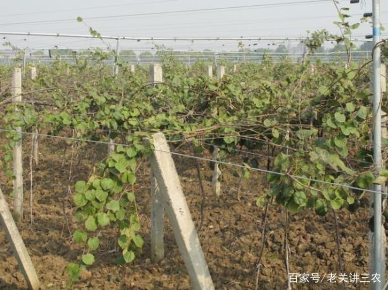 奇异果种苗:现代农业的绿色选择