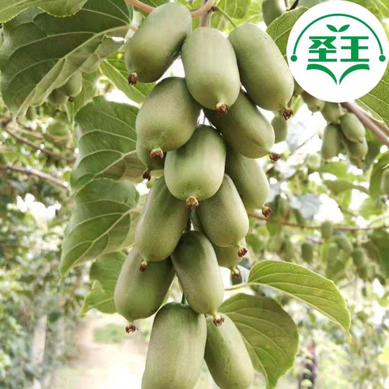 奇异果种苗产业迎来新机遇